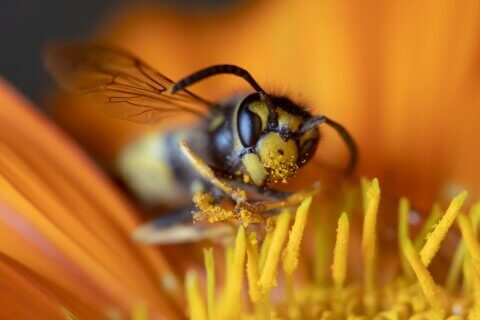 A wasp in close-up
