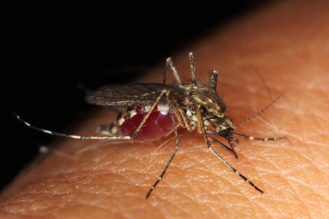 Mosquito biting skin