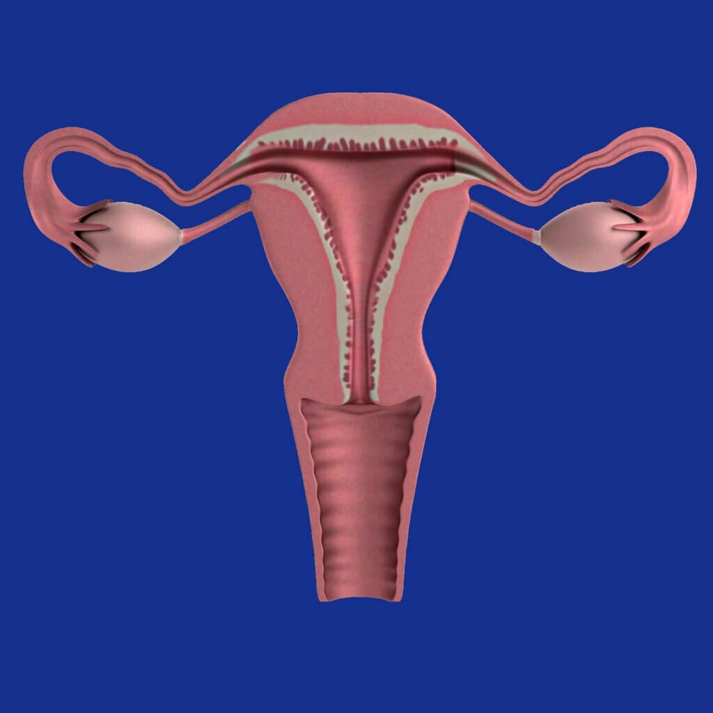 Drawing in pink with a blue background of the Uterus