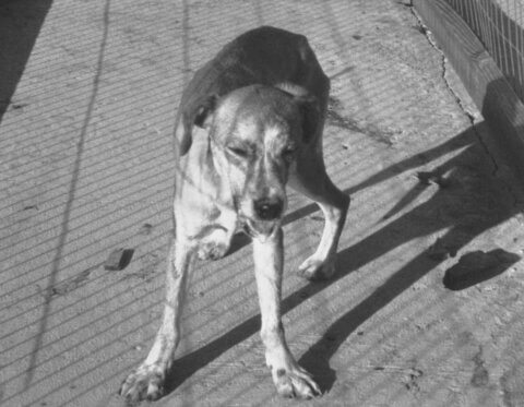 Black & White photo of street dog salivating.