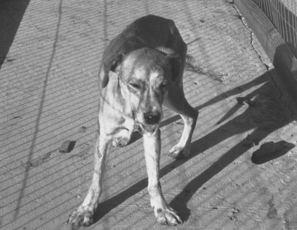 Black & White photo of street dog salivating.