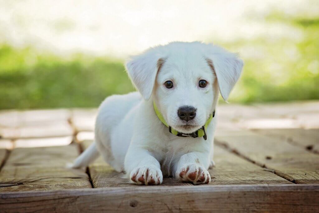 A white puppy sitting outside