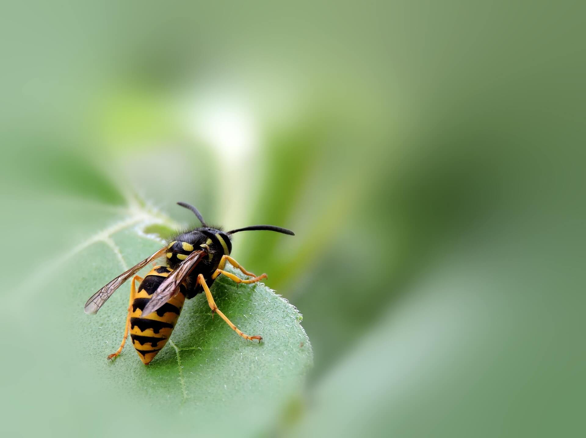 Wasp sitting on a green leaf.