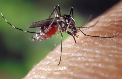 Mosquito on a person's skin.