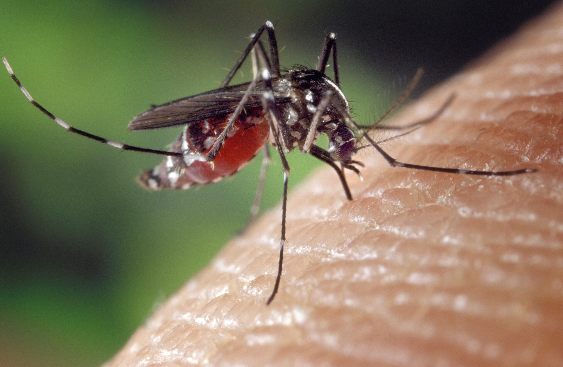 Mosquito on a person's skin.