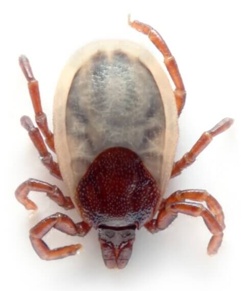 A photo of a hard tick with eight legs.